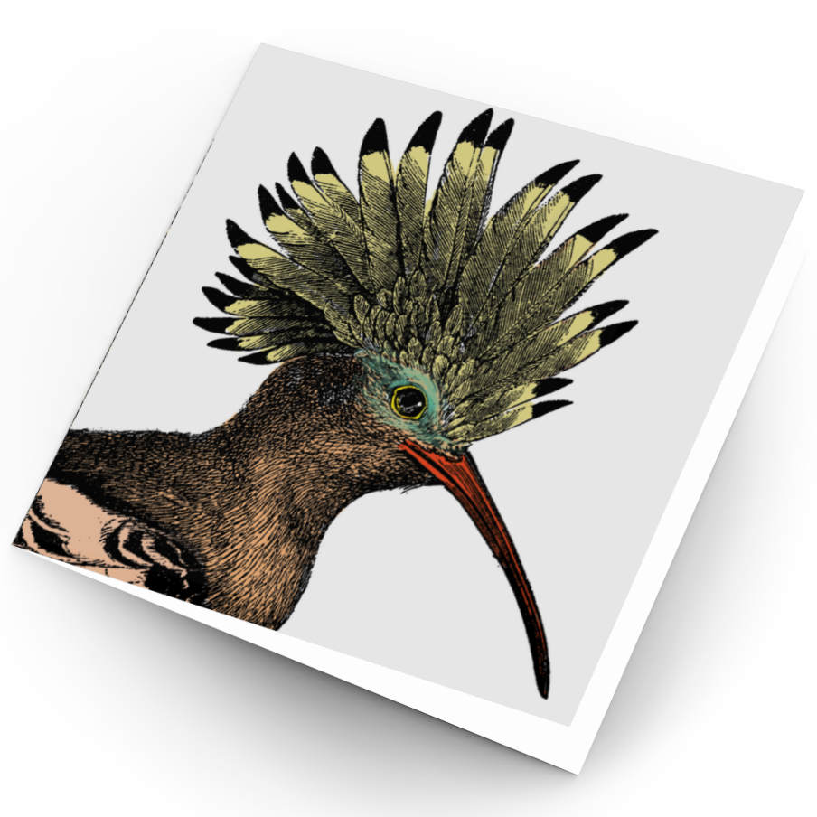 Bird Cards